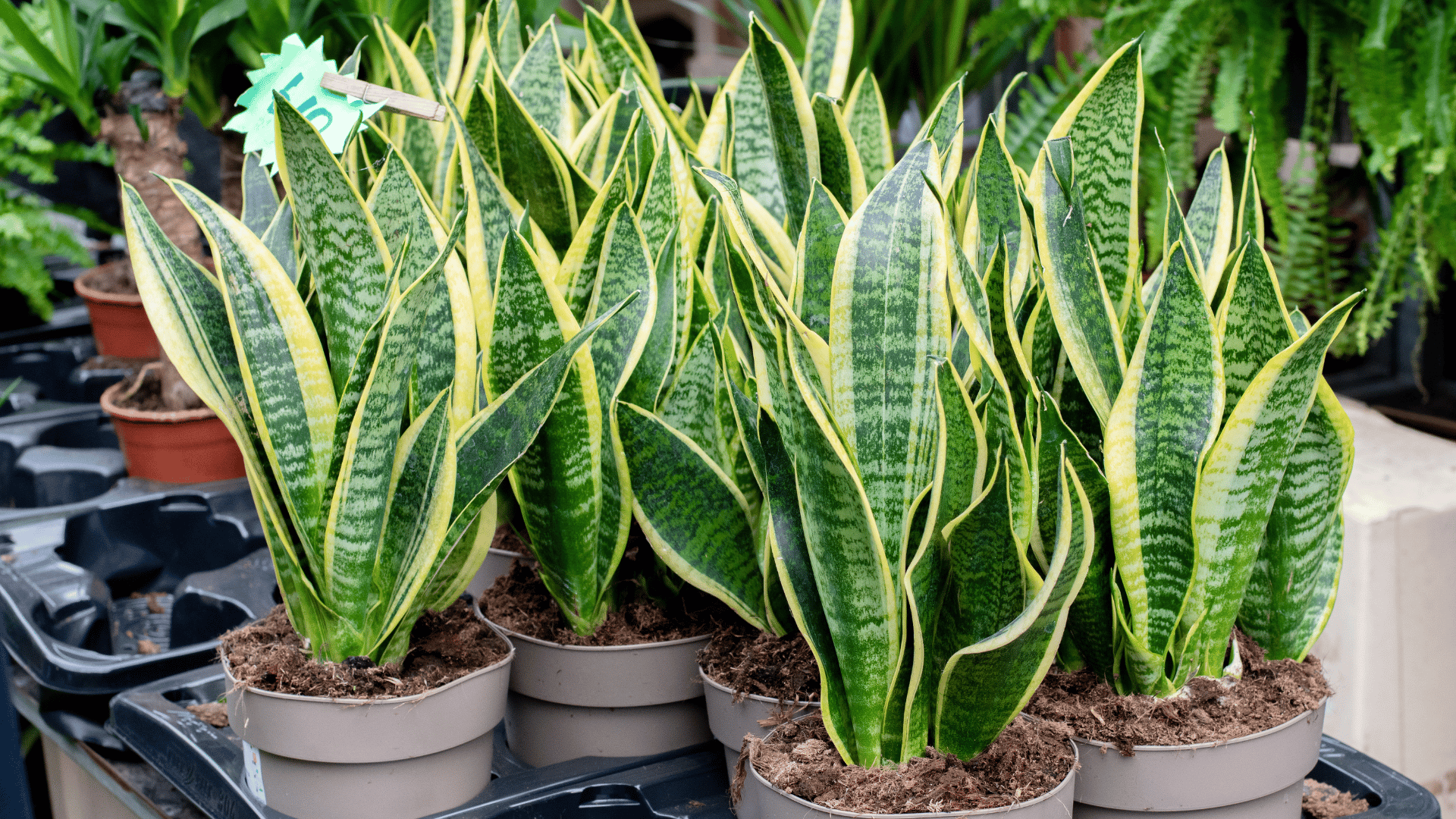 plante-serpent