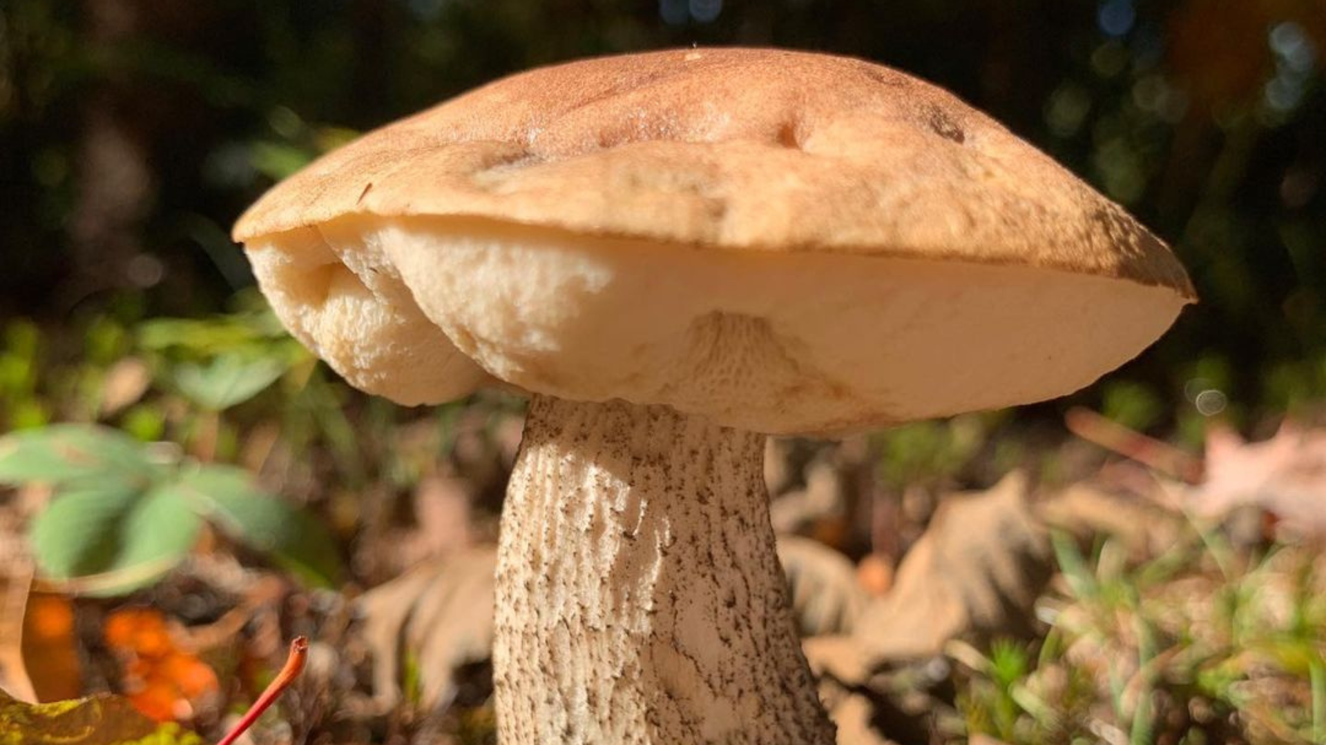 bolet-amer-champignon