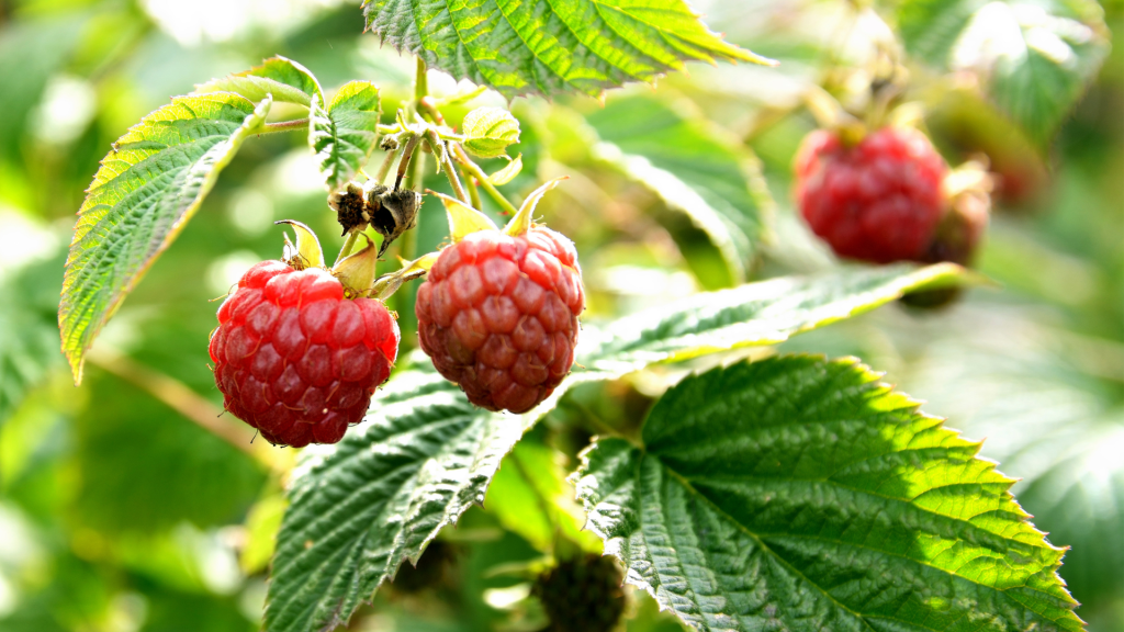 Framboisier : conseils de plantation, taille et entretien