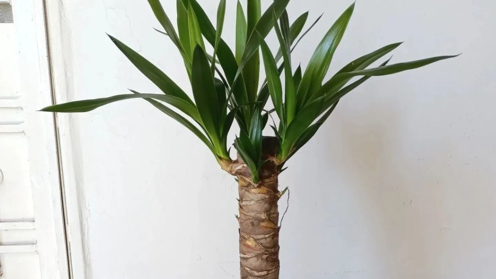 yucca-maison