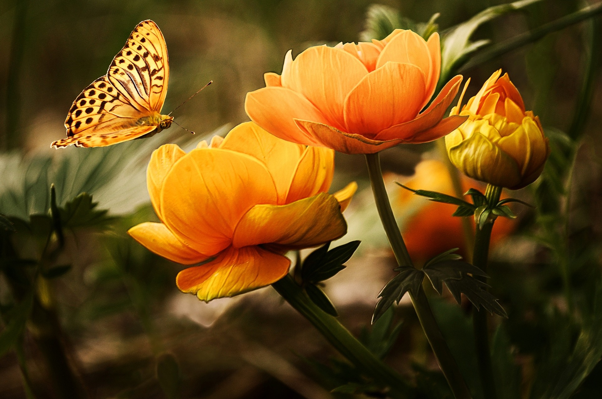 bulbe fleur