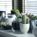 plantes d’intérieur