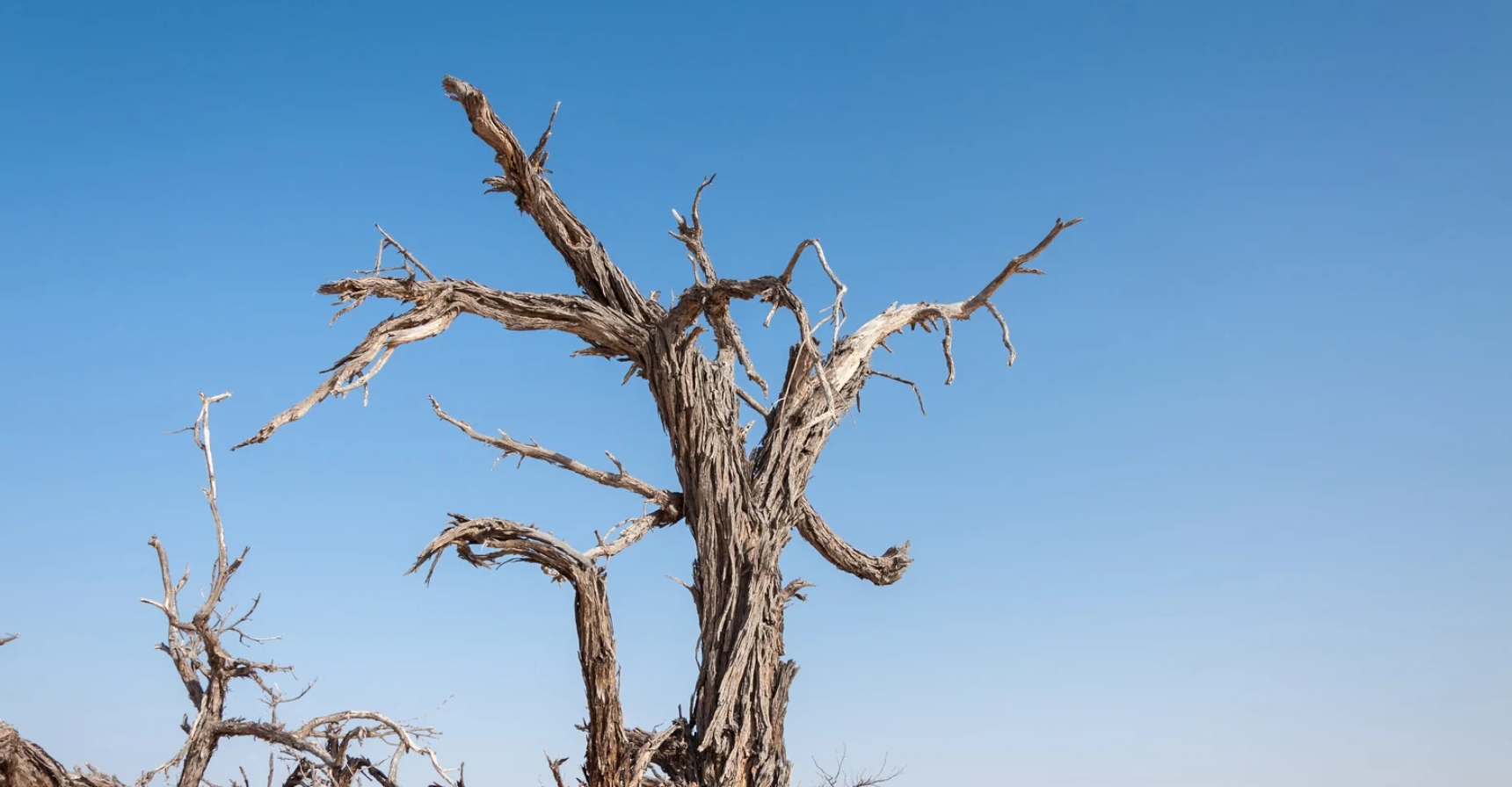 Arbre mort peut-il revivre un jour