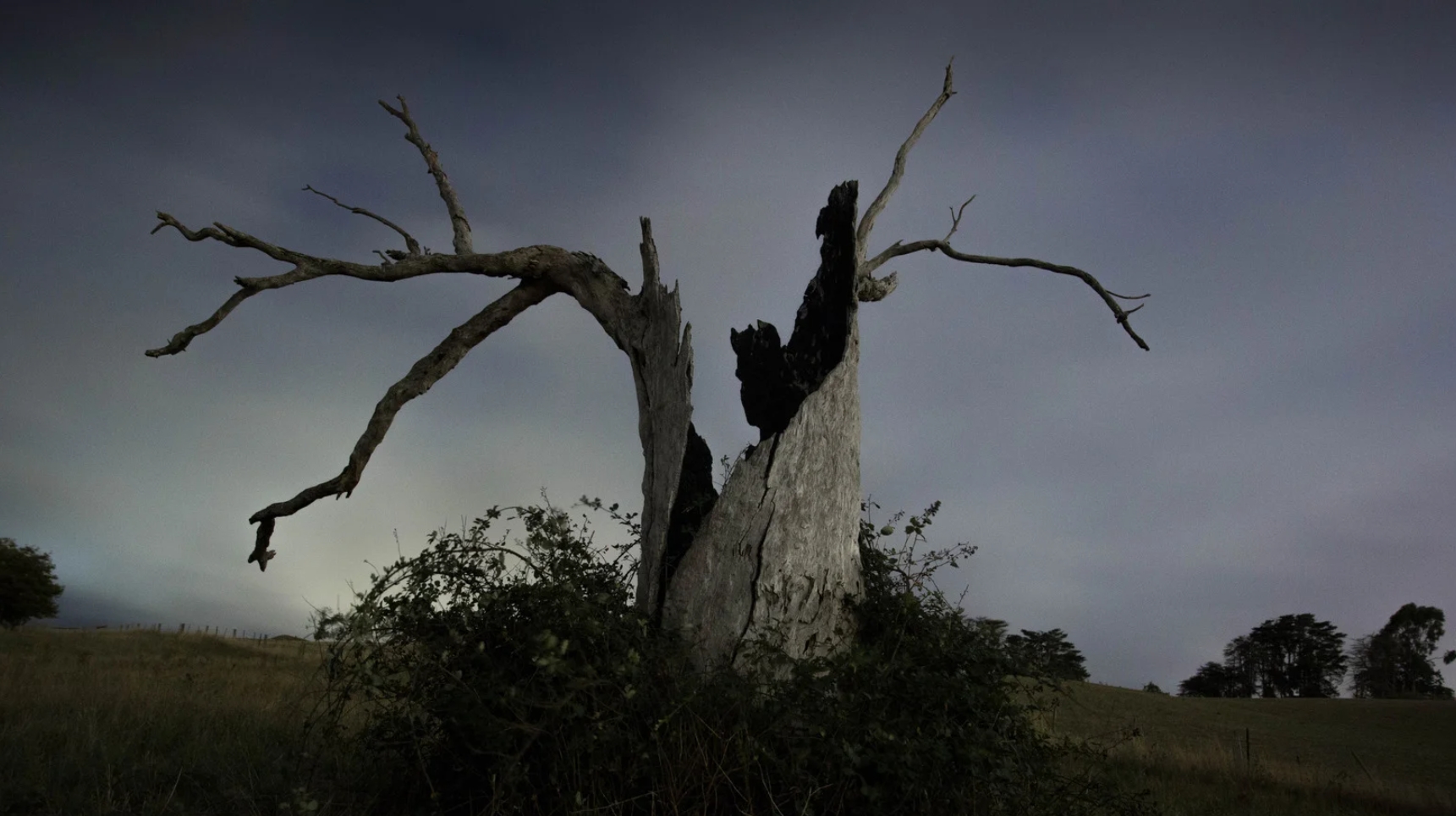 Arbre mort peut-il revivre