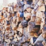 Bois de chauffage : comment prévenir la mérule sur bois de chauffage mérule bois de chauffage