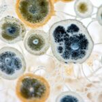 Lutter contre l’oïdium : une méthode naturelle et redoutablement efficace champignons microscopiques