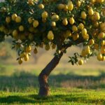 Feuilles jaunes sur le citronnier ? Les solutions simples à adopter citronier fleuri