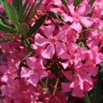 Planter le laurier rose : guide pratique pour un jardin éclatant laurier rose