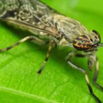 Pourquoi les taons vous envahissent : ce qui les attire et comment les repousser taon sur une feuille