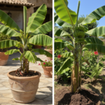 découvrez notre guide complet pour cultiver un bananier en pot ou en pleine terre, avec des conseils pratiques pour réussir sa croissance et obtenir de beaux fruits chez vous.