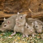 souris s&rsquo;en débarraser