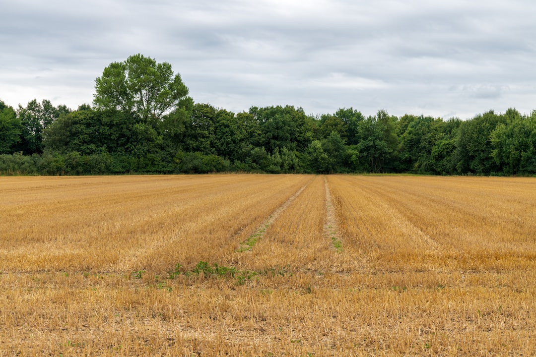 découvrez les meilleures options de location de terres agricoles pour optimiser vos cultures et investissements. contrats clairs et conditions avantageuses.