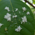 découvrez la vérité sur la cochenille : un insecte au nom charmant qui peut pourtant causer des dommages dans votre maison. apprenez à l'identifier et à le combattre efficacement.