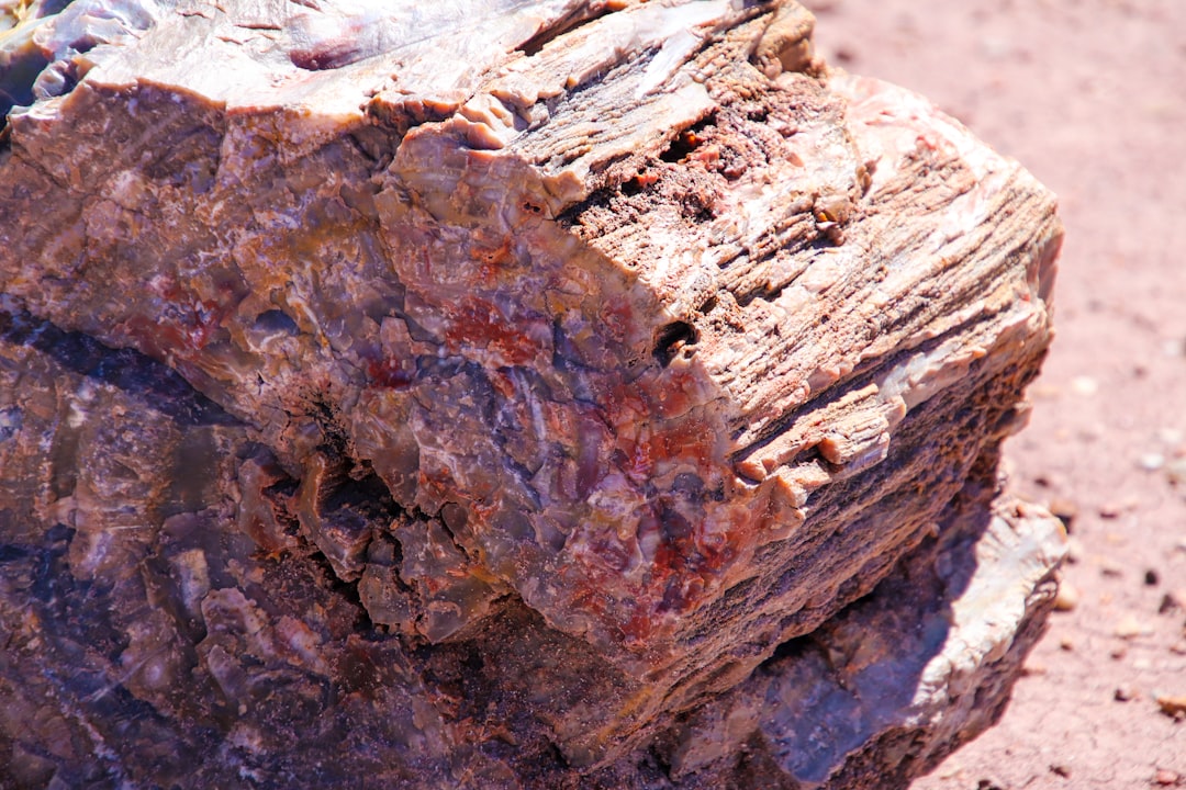 découvrez tout sur la mérule, un champignon responsable de la pourriture sèche du bois, ses causes, ses risques et les solutions pour protéger votre maison efficacement.