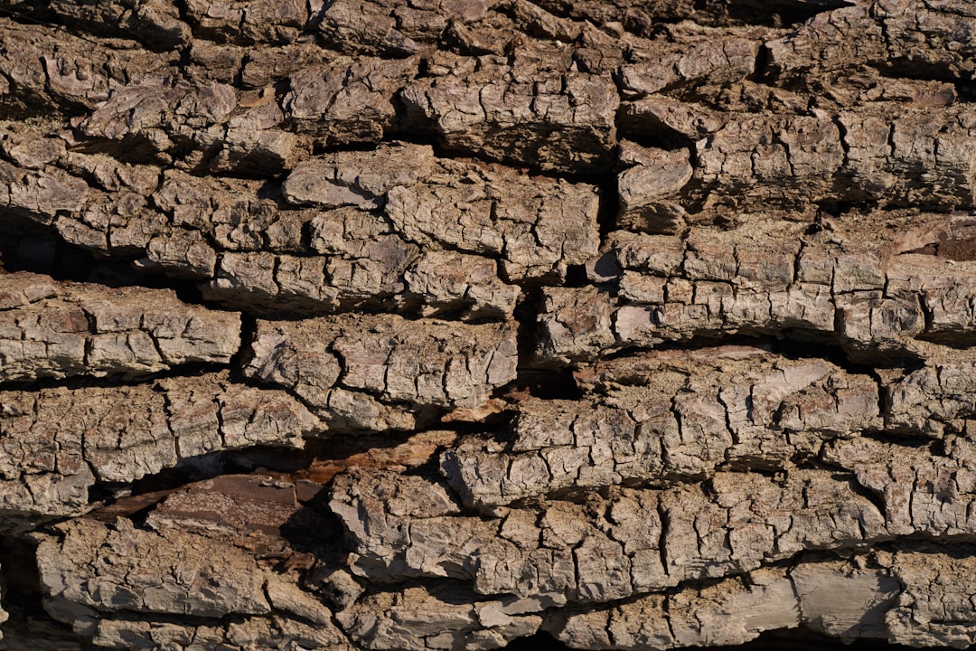 découvrez tout ce que vous devez savoir sur la mérule, un champignon destructeur qui cause la pourriture sèche du bois, ses signes, ses risques et comment le traiter efficacement.