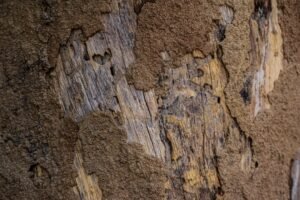 découvrez ce qu'est la mérule (dry rot), ses causes, ses symptômes et comment traiter ce champignon destructeur du bois pour protéger votre habitation efficacement.